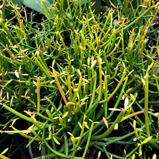 Euphorbia tirucalli 'Sticks on Fire'