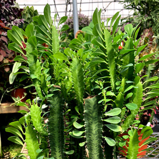 Euphorbia trigona