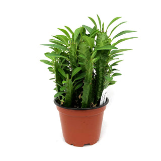 Euphorbia trigona
