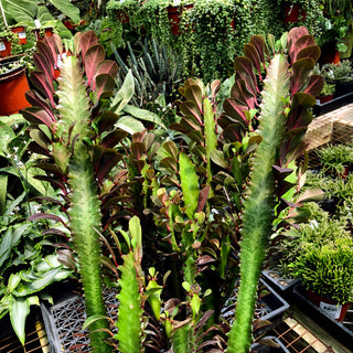 Euphorbia trigona 'Rubra'