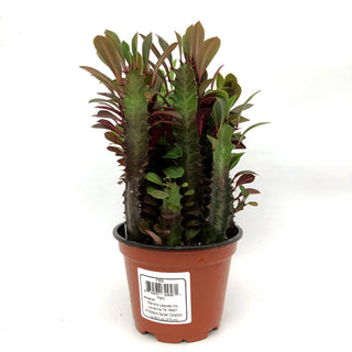 Euphorbia trigona 'Rubra'