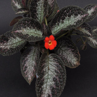 Episcia 'Chocolate Soldier'