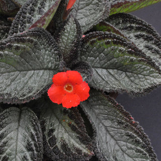 Episcia 'Chocolate Soldier'