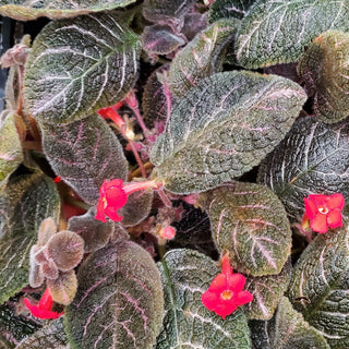 Episcia 'Country Kitten'