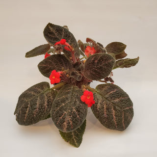 Episcia 'Country Kitten'