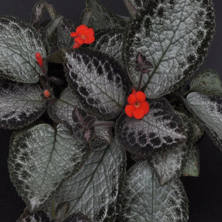 Episcia 'Carolina's Country Quilt'