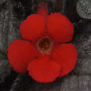Episcia 'Carolina's Country Quilt'