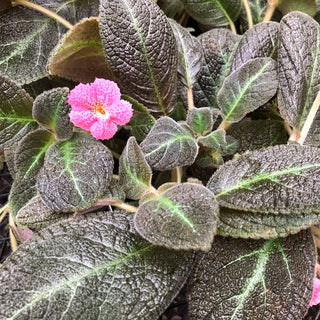 Episcia 'Jim's Specialty'