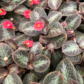 Episcia 'Jim's Wild Rose'