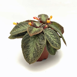 Episcia 'Jim's Wild Rose'