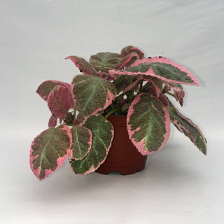 Episcia 'Pink Smoke'