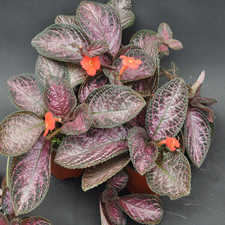 Episcia 'Temptation'