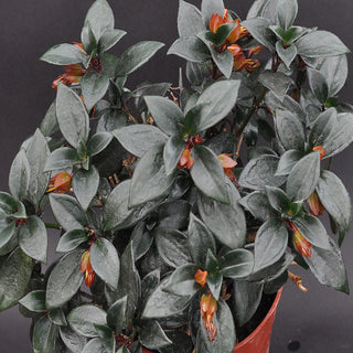 Nematanthus 'Tropicana'