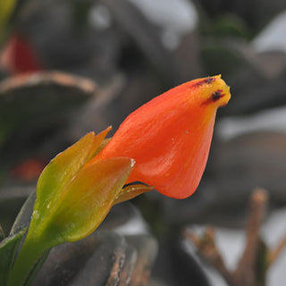 Nematanthus greagrius