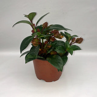 Nematanthus 'Tropicana'