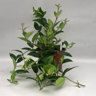 Aeschynanthus hians