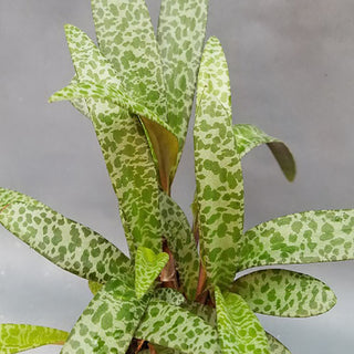 Ledebouria socialis "Silver Squill"