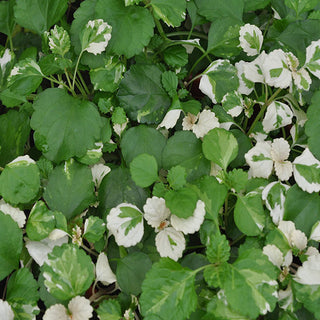 Plectranthus australis