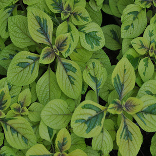 Plectranthus ciliatus 'Troy's Gold'