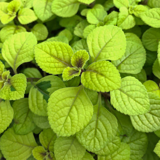 Plectranthus ciliatus 'Troy's Gold'