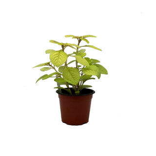 Plectranthus ciliatus 'Troy's Gold'