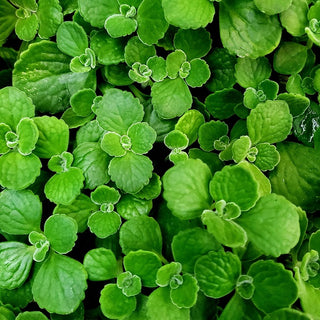 Plectranthus tomentosa (Vicks Plant)