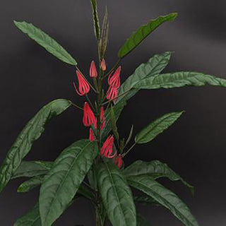 Pavonia multiflora