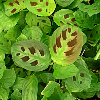 Maranta repens