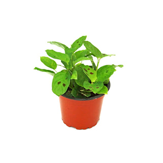 Maranta repens
