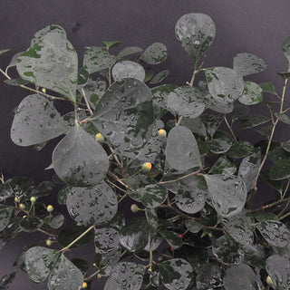 Moraceae-Ficus-deltoides-1-Steve’s Leaves Inc.