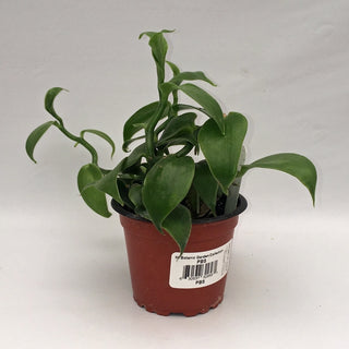 Vanilla planifolia
