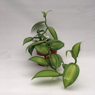 Vanilla planifolia variegated