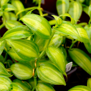 Vanilla planifolia variegated
