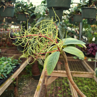 Peperomia vestita var. lindenii