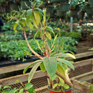 Peperomia vestita var. lindenii