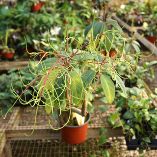Peperomia vestita var. lindenii