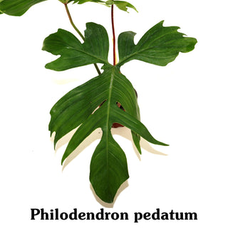 Philodendron pedatum x distantilobum - 3.5" Pot