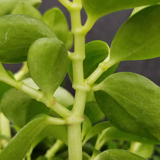 Peperomia "Bamboo Stalks"