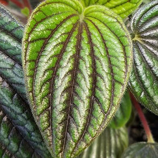 Peperomia "Fuzzy Mystery"