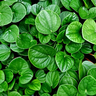 Peperomia albovittata 'Rana Verde'