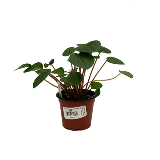 Peperomia albovittata 'Rana Verde'