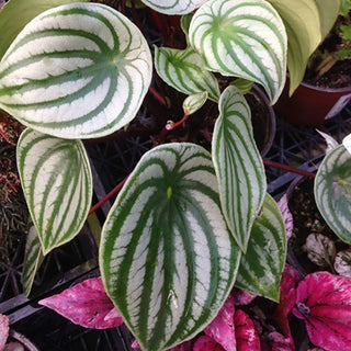 Peperomia argyreia