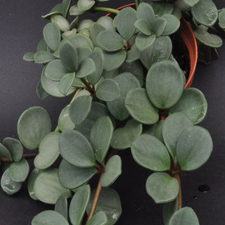 Peperomia boivinii