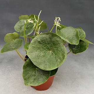 Peperomia campylotropa