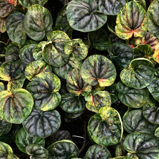 Peperomia caperata 'Steve's Leaves Chameleon'