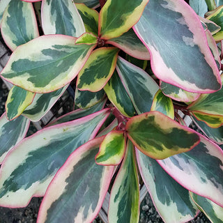 Peperomia clusiifolia 'Variegata'