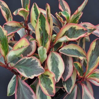 Peperomia clusiifolia 'Variegata'