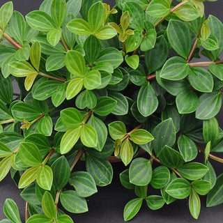 Peperomia dahlstedtii