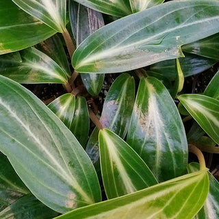 Peperomia elongata