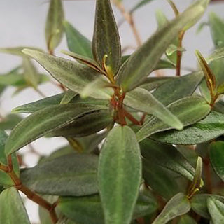 Peperomia jamesoniana